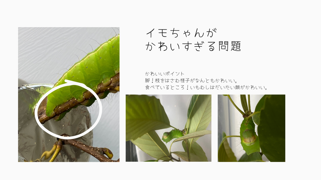イモちゃんがかわいすぎる
かわいいポイント
脚！枝をはさむ様子
食べているところ！いもむしはだいたい顔がかわいい