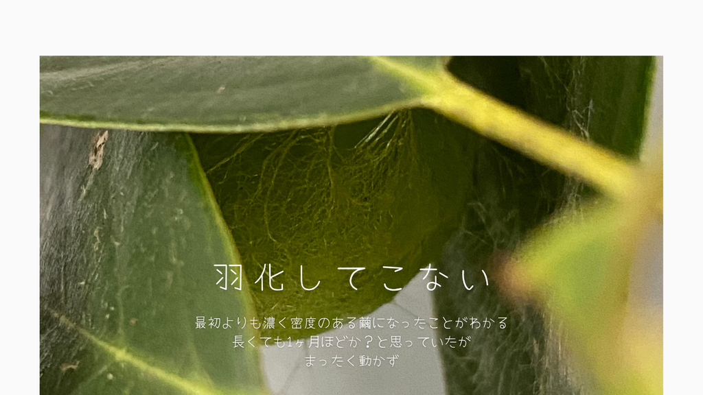 羽化してこない
最初よりも濃く密度のある繭のようす
きれいな黄緑をしていた