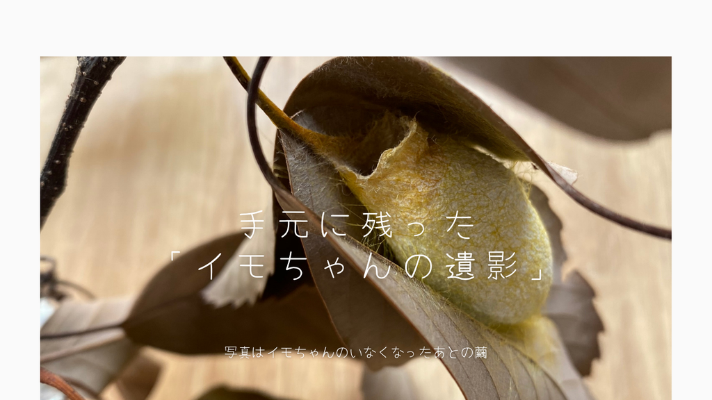 イモちゃんのいなくなったあとの繭