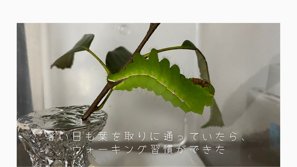 芋虫が葉を食べつくす様子